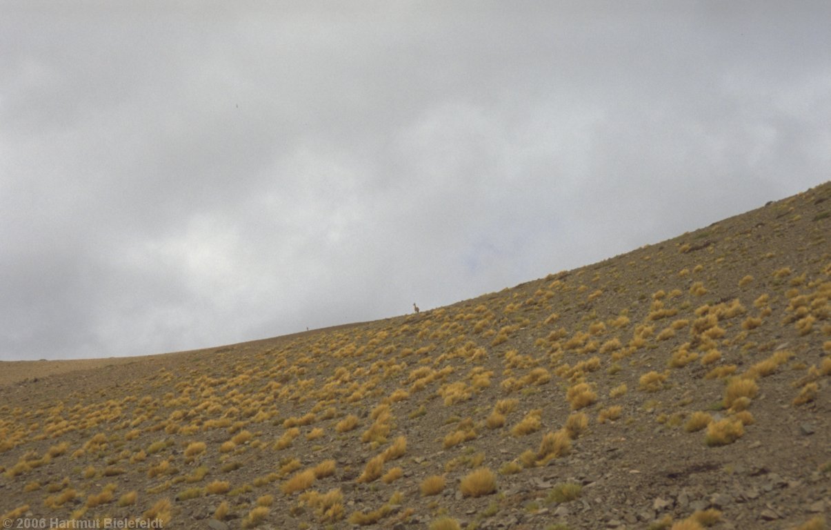 Vicuñas on the mountain ridge