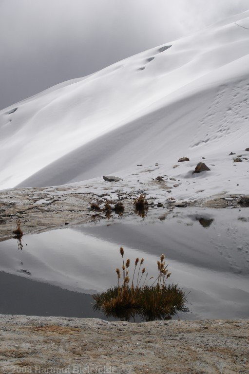 das letzte Grün kurz vor dem Gletscher