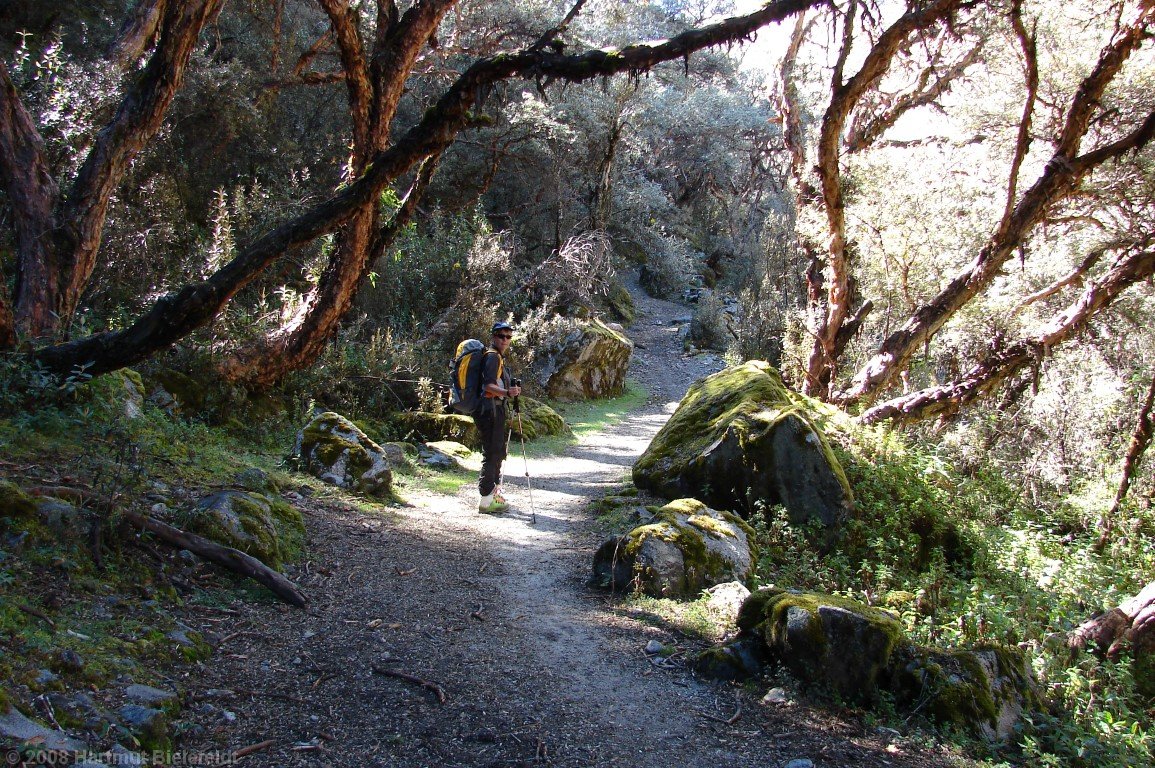 the valley is covered by a nice forest