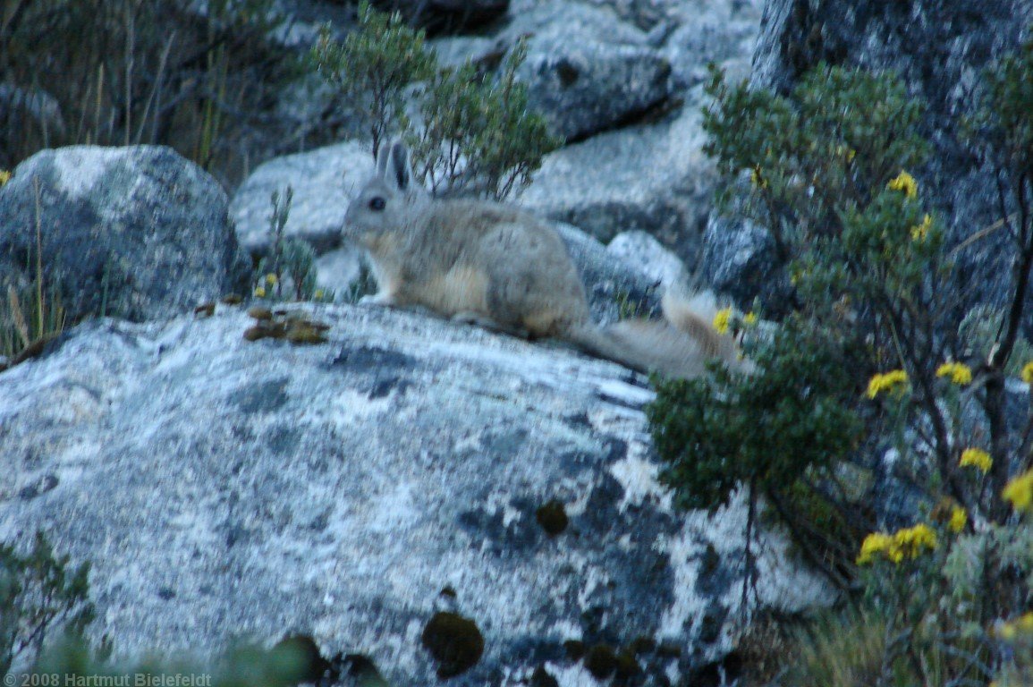 Unfortunately the vizcacha photo is a bit blurred