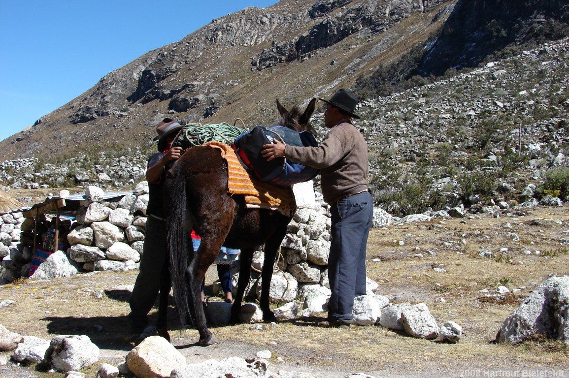 A mule can carry our baggage easily