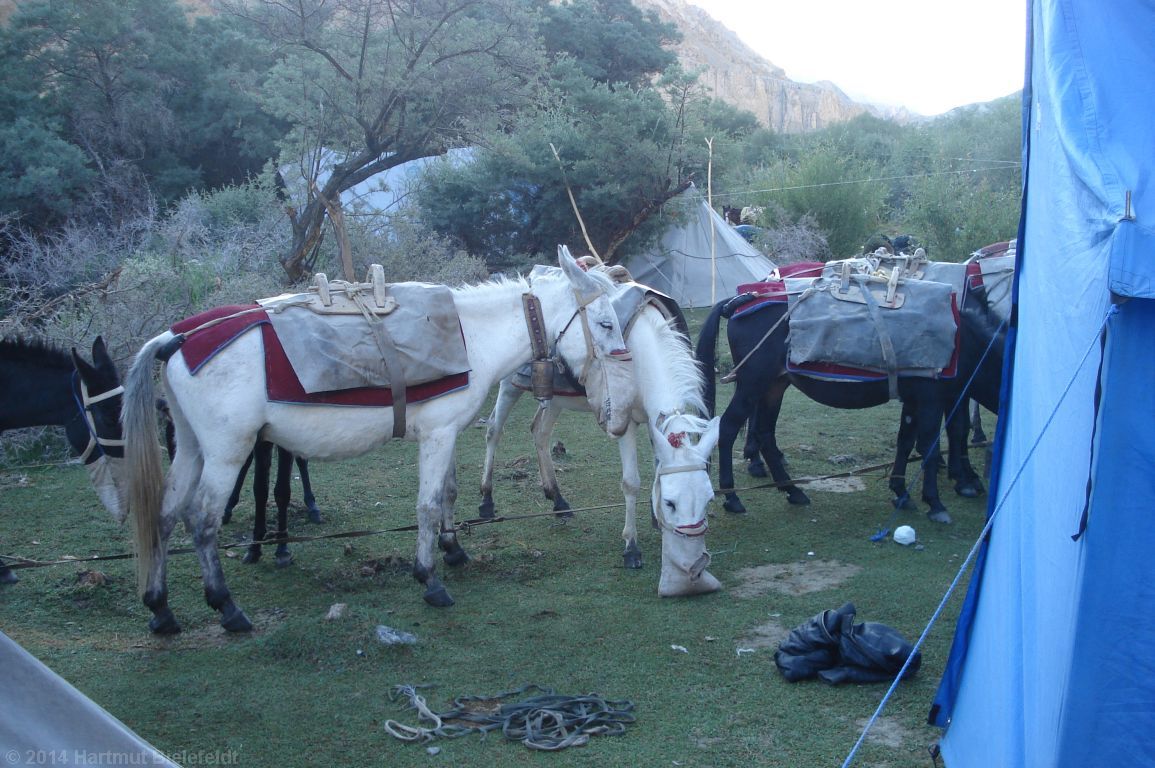 Fr�hst�ck, auch f�r die Pferde