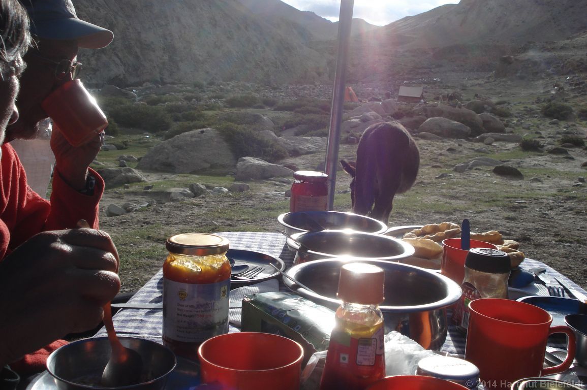 Fr�hst�ck mit Esel