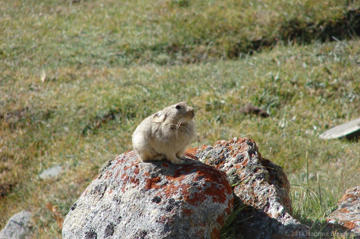 Pfeifhase (Pika)