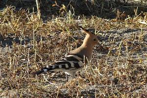 Hoopoe near our tent site