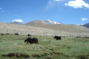 campsite Nuruchang (4690 m)