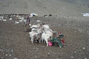 The goats are tied together for milking.