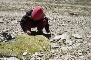 Nina examining a llareta-like cushion plant