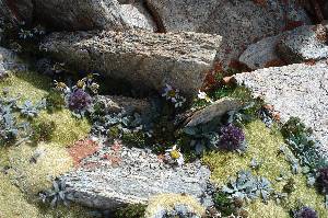 Letzte Blumen auf 5700 m