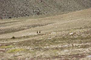 marmots on watch