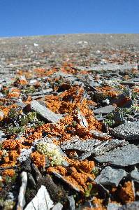 lichens on the high plain