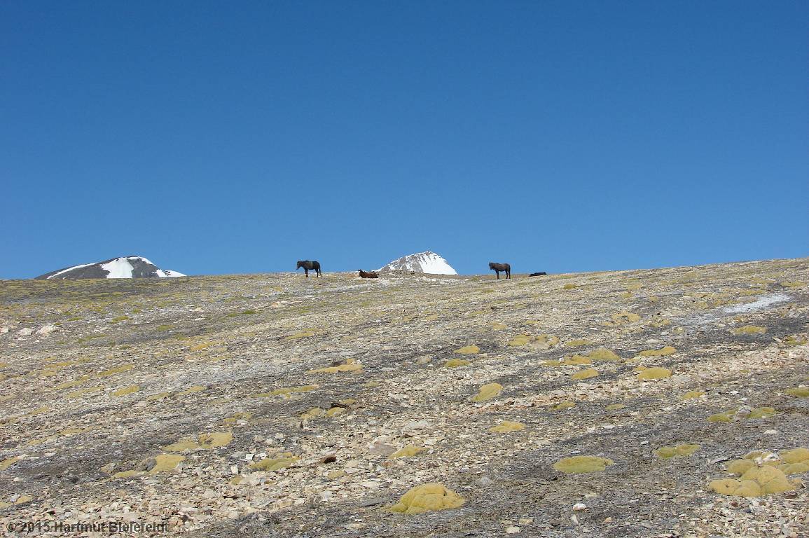 Pferde auf Futtersuche