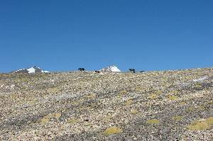 horses searching food