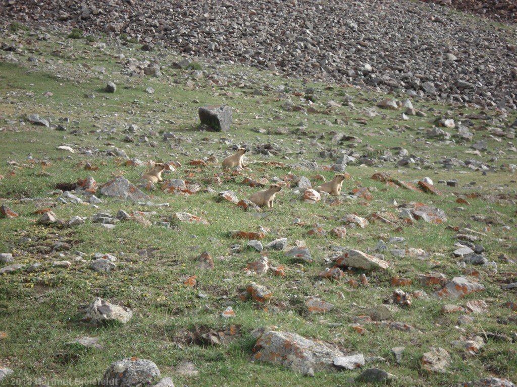 Die Murmeltiere halten Ausschau