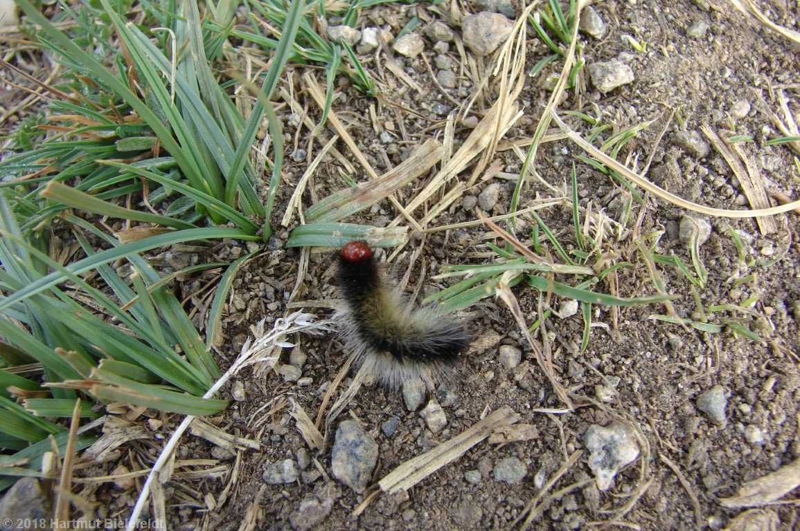 Wir wissen nicht, was für ein Schmetterling das mal wird