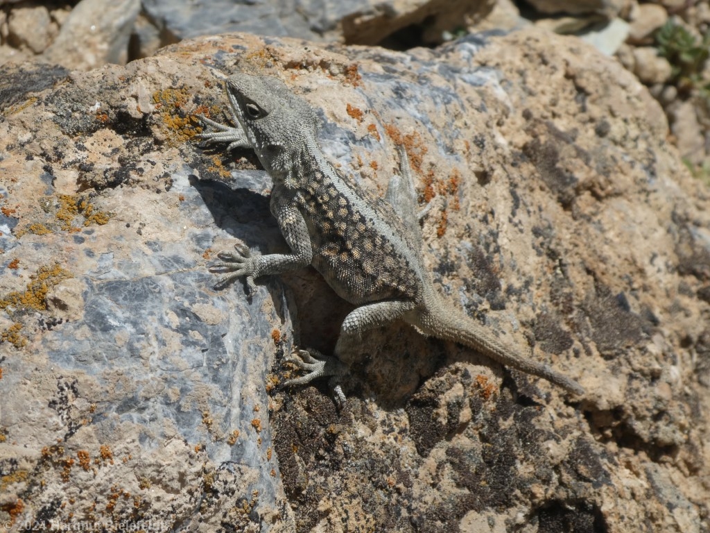 local inhabitant