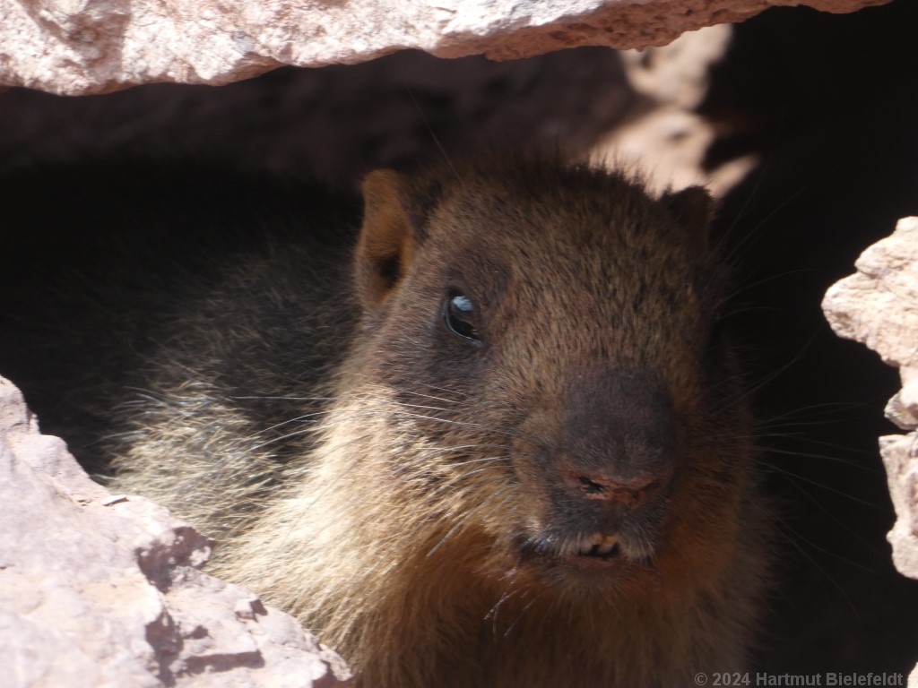 Some stone walls are inhabitet by marmots