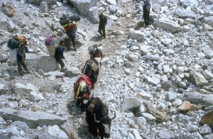 Yaks have priotity here...