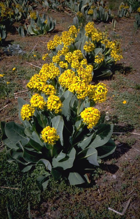 Blumen im Basislager