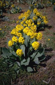 Blumen im Basislager